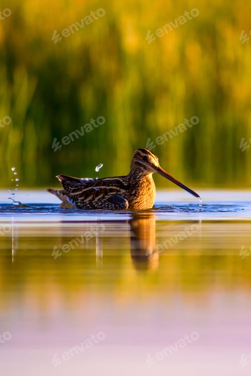 Preview: Nature And Bird. Green Yellow Nature Background. Bird: Common Snipe. Gallinago Gallinago.