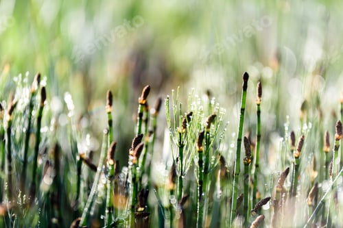 Preview: Sunny Meadow With Dandellions And Daisies In Summer At Countryside