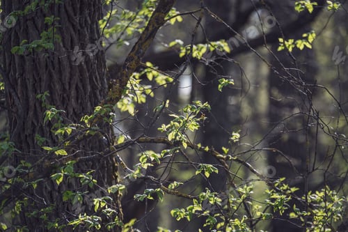 Preview: Spring Blossoms And Leaves On Birch Trees On Blur Background. Rural Scene