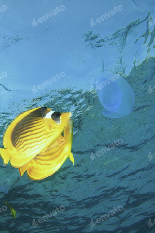 Preview: Raccoon Butterflyfishes Eating Jellyfish