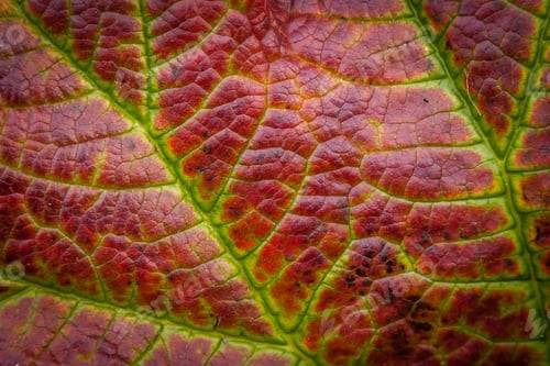 Preview: Detail Of The Heuchera Plant Leaf In Early Autumn
