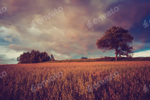 Preview: Vintage Photo Of Rural Field Landscape