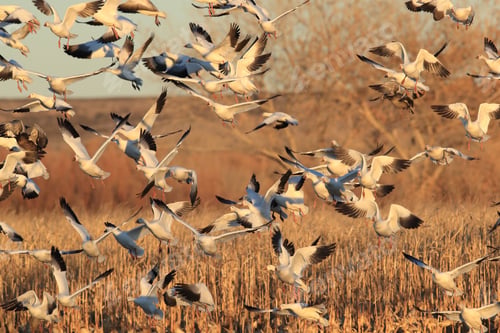Preview: Snow Geese Bosque Del Apache, New Mexico Usa