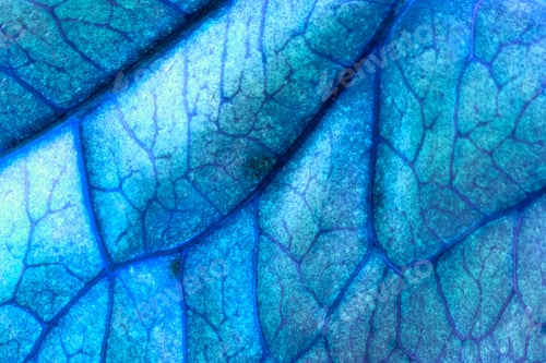 Preview: Codiaeum Leaves With Beautiful Vein And Details - Inverted Colors