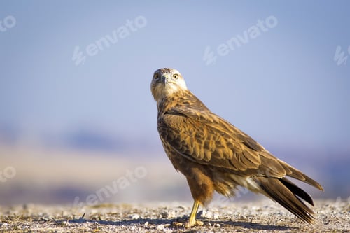 Preview: Wild Bird Hawk Blue Sky Background Long-Legged Buzzard / Buteo Rufinus