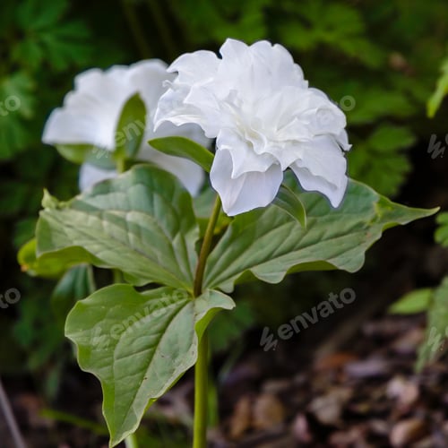 Preview: White Flower Of Trillium Grandiflorum Sort Flore Pleno