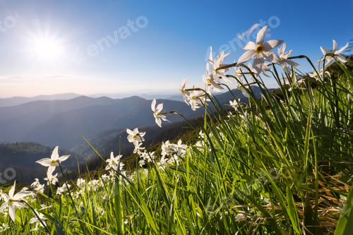 Preview: Grass With Daffodils. Blue Sky. Landscape With High Mountains. Forest Road. Eco Resort, Relax For