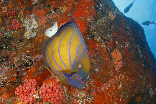 Preview: Blue-Ringed Anglefish