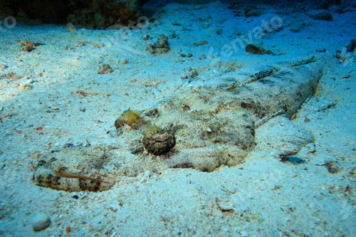 Preview: Crocodilefish (Papilloculiceps Longiceps)