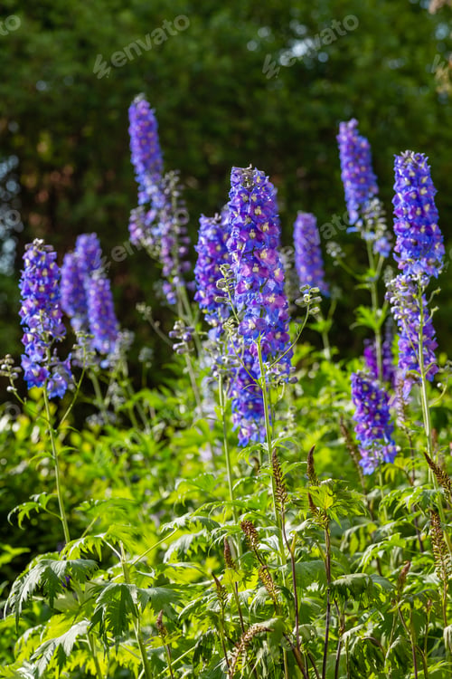 Preview: Beautiful Delphiniums Blooming In The Garden.