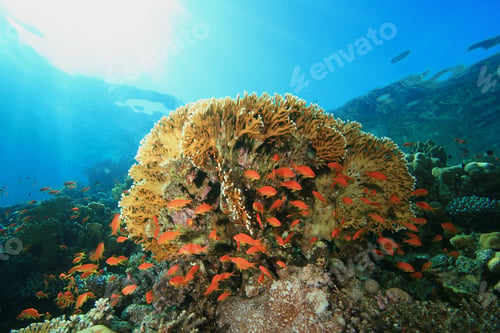 Preview: Fire Coral And Anthias With Sub Behind