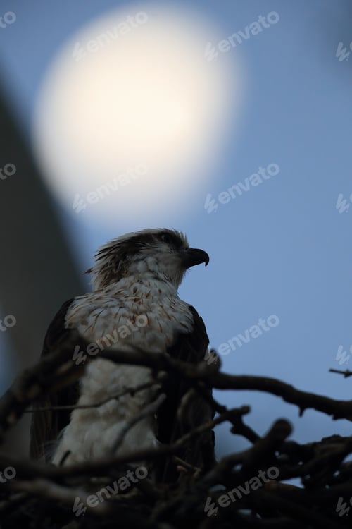 Preview: Osprey (Pandion Haliaetus) Sitting In Nest By Moonlight ,Queensland, Australia