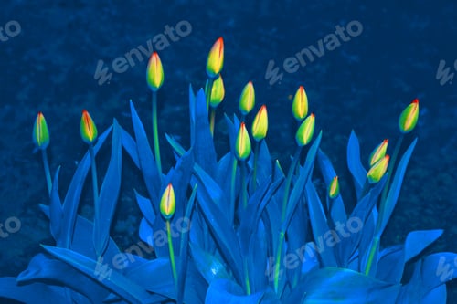 Preview: Natural Floral Background Of Spring Bright Flowers. Tulip