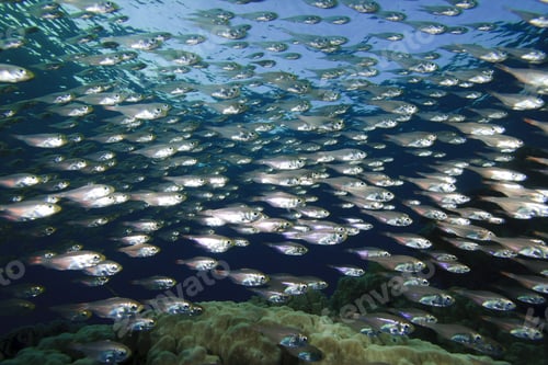Preview: School Of Fish (Glassfish - Golden Sweepers) On A Coral Reef