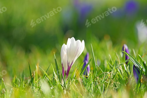 Preview: White Crocus (Crocus Sativus) Selective Focus And Diffused Bokeh Background, St Cleer Church