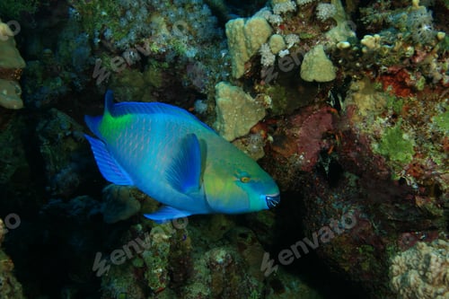 Preview: Rusty Parrotfish (Scarus Ferrugineus)