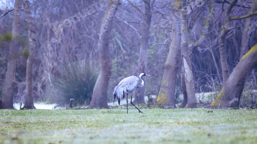 Preview: Crane. Foggy Nature Background. Bird: Common Crane. Grus Grus.