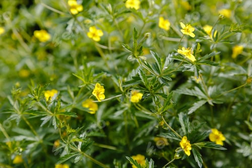 Preview: Tormentil Or Septfoil Potentilla Erecta Flower In Garden