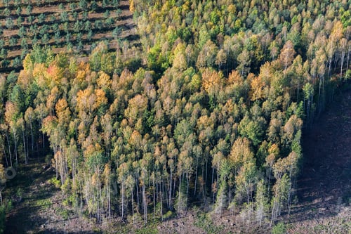 Preview: Aerial View Over The Colorful Trees In Autumn