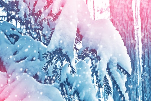 Preview: Frozen Winter Forest With Snow Covered Trees.