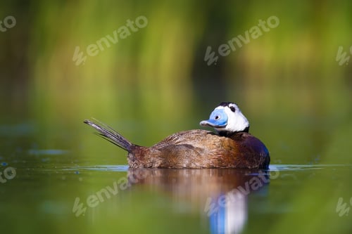Preview: Swimming Duck. Colorful Nature Background. Duck: White Headed Duck Oxyura Leucocephala.