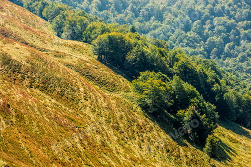 Preview: Forest Around The Meadow On A Steep Mountain Slope