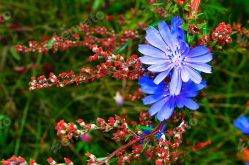 Preview: Bright Flowers Of Chicory On The Background Of The Summer Landscape. (Cichorium Intybus)