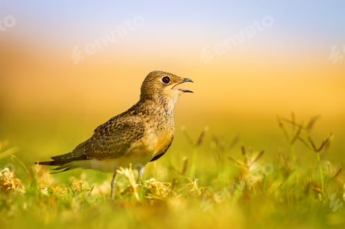 Preview: Cute Bird. Colorful Nature Background. Collared Pratincole / Glareola Pratincola