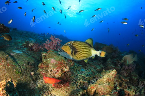 Preview: Coral Reef And Fish Underwater In Ocean