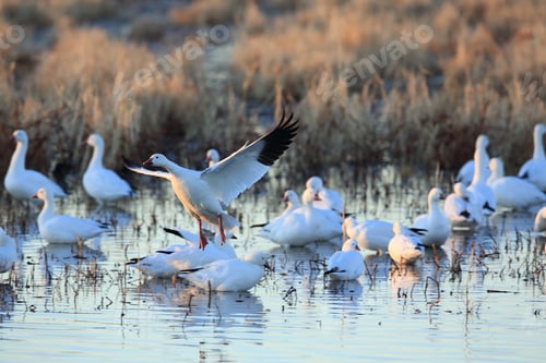 Preview: Snow Geese Bosque Del Apache, New Mexico Usa