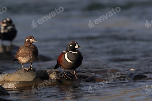 Preview: Harlequin Duck Iceland