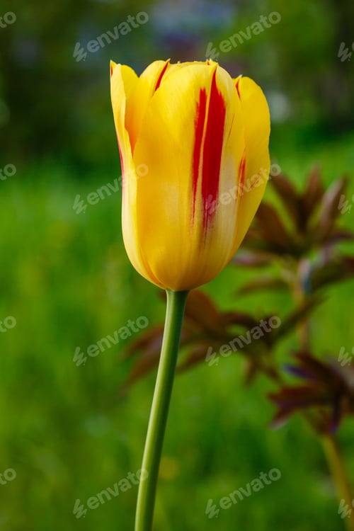 Preview: Red And Yellow Tulip In Spring Garden
