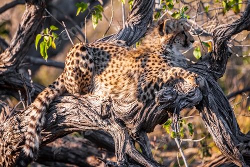 Preview: Cheetah (Acinonyx Jubatus Soemmeringii) In The Okavango-Delta In Botswana