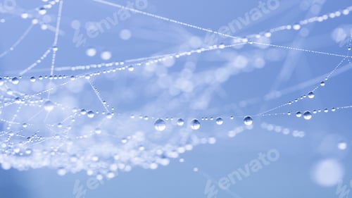 Preview: Abstract Composition From Nature, With Many Beautiful Water Drops On Spiderwebs