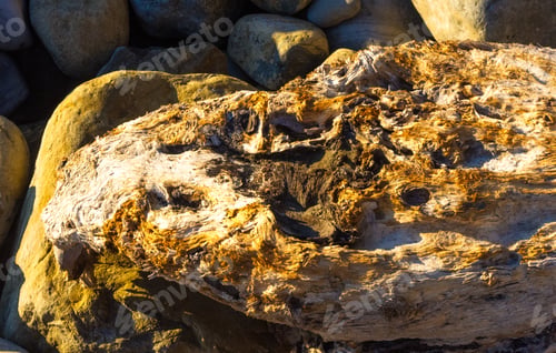 Preview: Driftwood, Washed Up By The Sea On A Pebble Beach On A Warm Summer Day