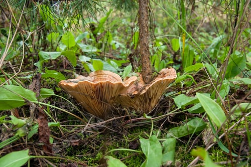 Preview: Edible Orange Milk Cap, Or False Saffron Milk Cap Mushroom, Lactarius Deterrimus, Among Needles And