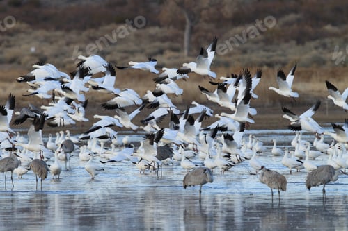 Preview: Snow Geese Bosque Del Apache, New Mexico Usa