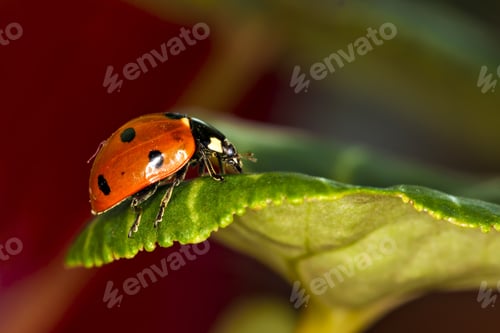 Preview: Cute Red Ladybird. Green Red Nature Background. Macro Photography.