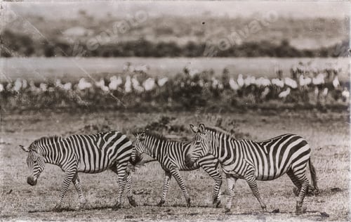 Preview: Zebras In The Lake Manyara National Park, Tanzania