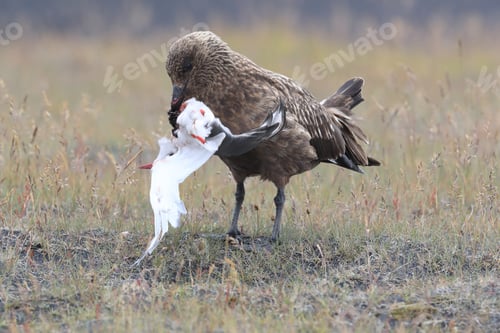 Preview: Great Skua Feeding On Dead Arctic Tern Iceland