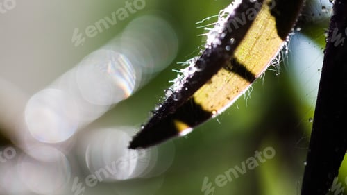 Preview: Abstract, Macro Composition With Leaves And Water Drops