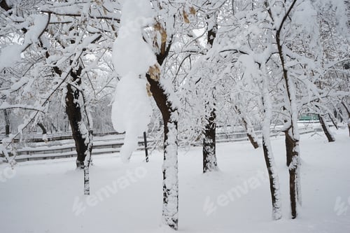 Preview: Snowing Landscape In The Park