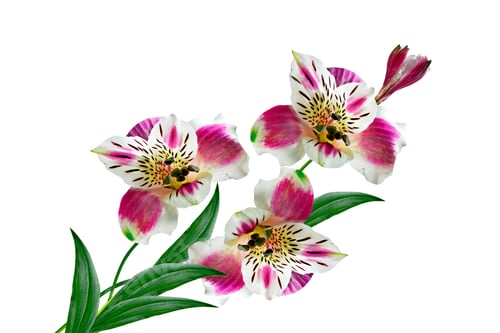 Preview: Colorful Bright Flowers Alstroemeria On A White Background.