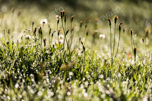 Preview: Morning Dew Drops In Gren Grass Meadow In Autumn With Nice Sun Light And Colorful Flowers