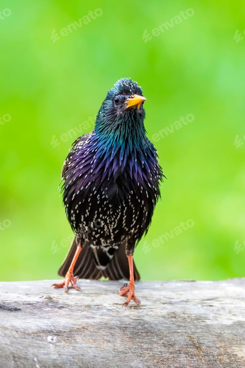 Preview: Colorful Bird Starling. Colorful Nature Background. Bird: Common Starling. Sturnus Vulgaris.