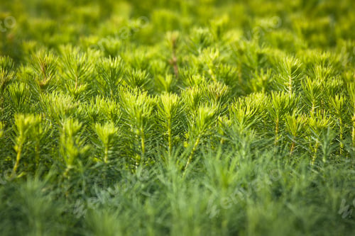 Preview: Young Spruce Seedlings