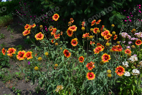 Preview: Gaillardia (Blanket Flower) In Bloom