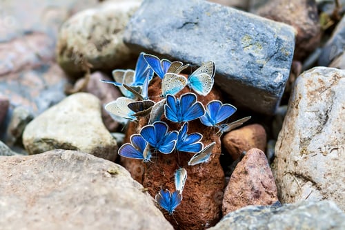 Preview: Blue Butterflies. Natural Stone Background.