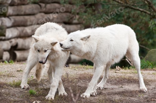 Preview: Large Adult Arctic Wolves In The Forest