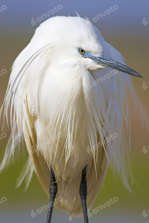 Preview: Beautiful White Heron. Colorful Nature Background. Heron Bird: Little Egret. Egretta Garzetta.